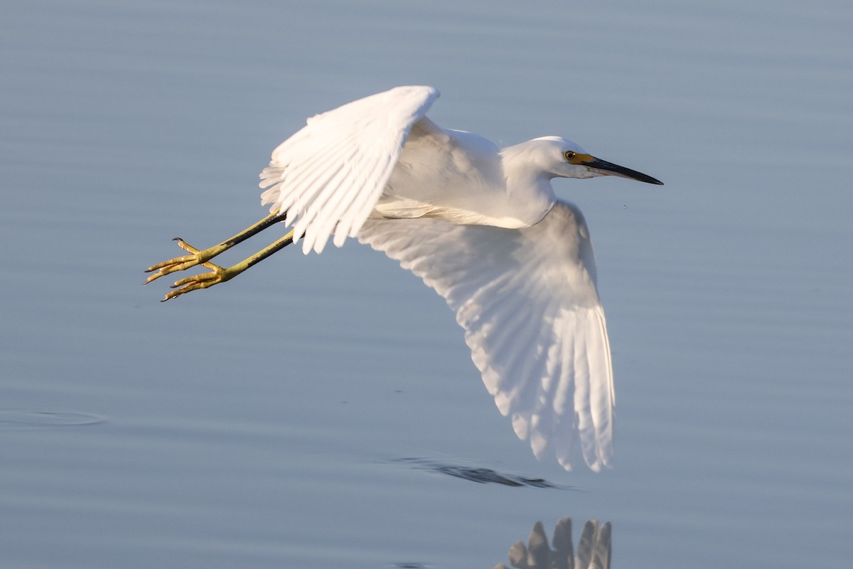 Snowy Egret - ML612324731