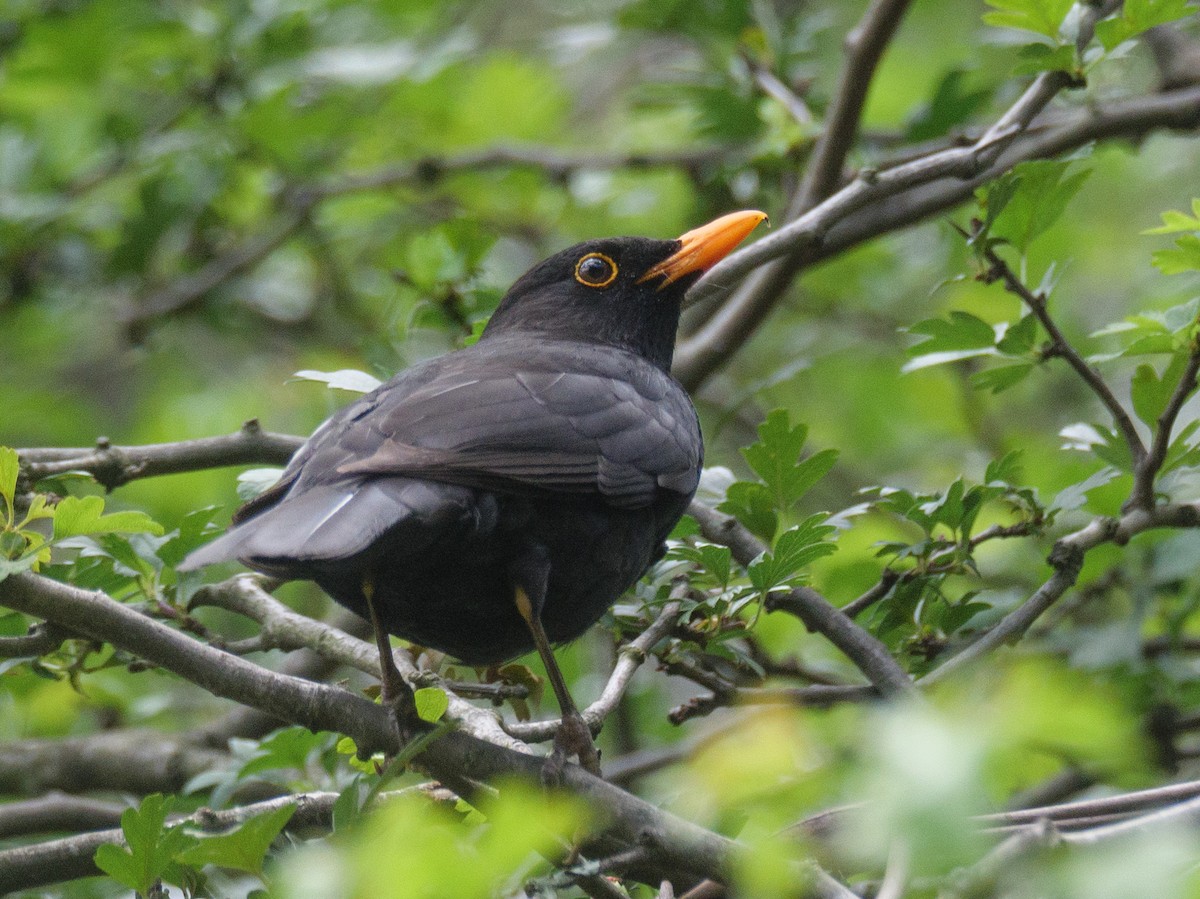 Eurasian Blackbird - ML612324824