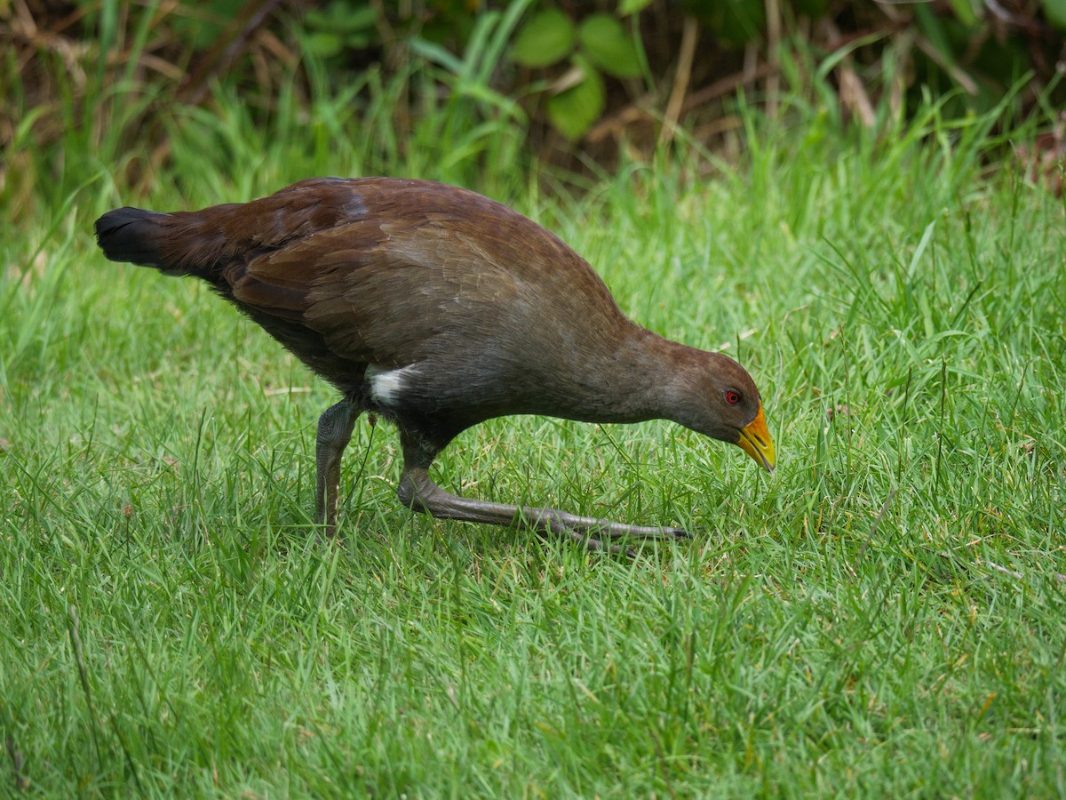 Tasmanian Nativehen - ML612324829