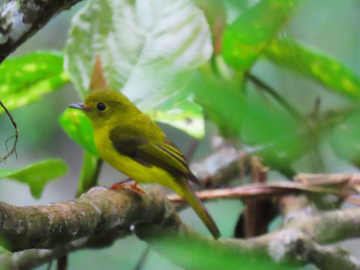 Citrine Canary-Flycatcher - Andrew Collins