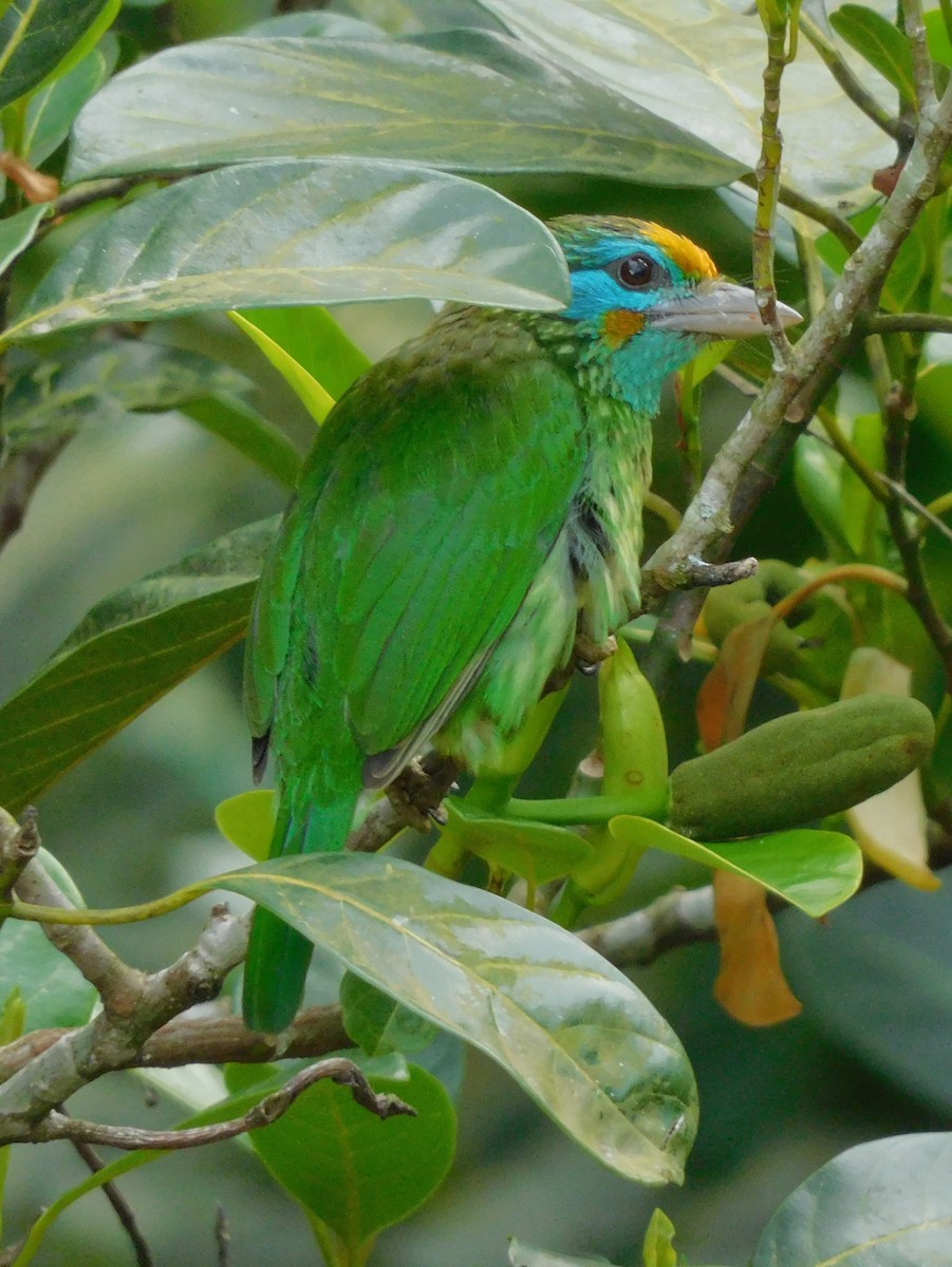 Sarı Alınlı Barbet - ML612324901