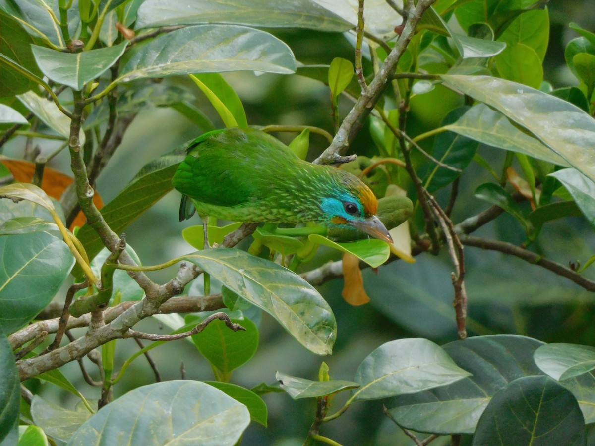 Yellow-fronted Barbet - ML612324902