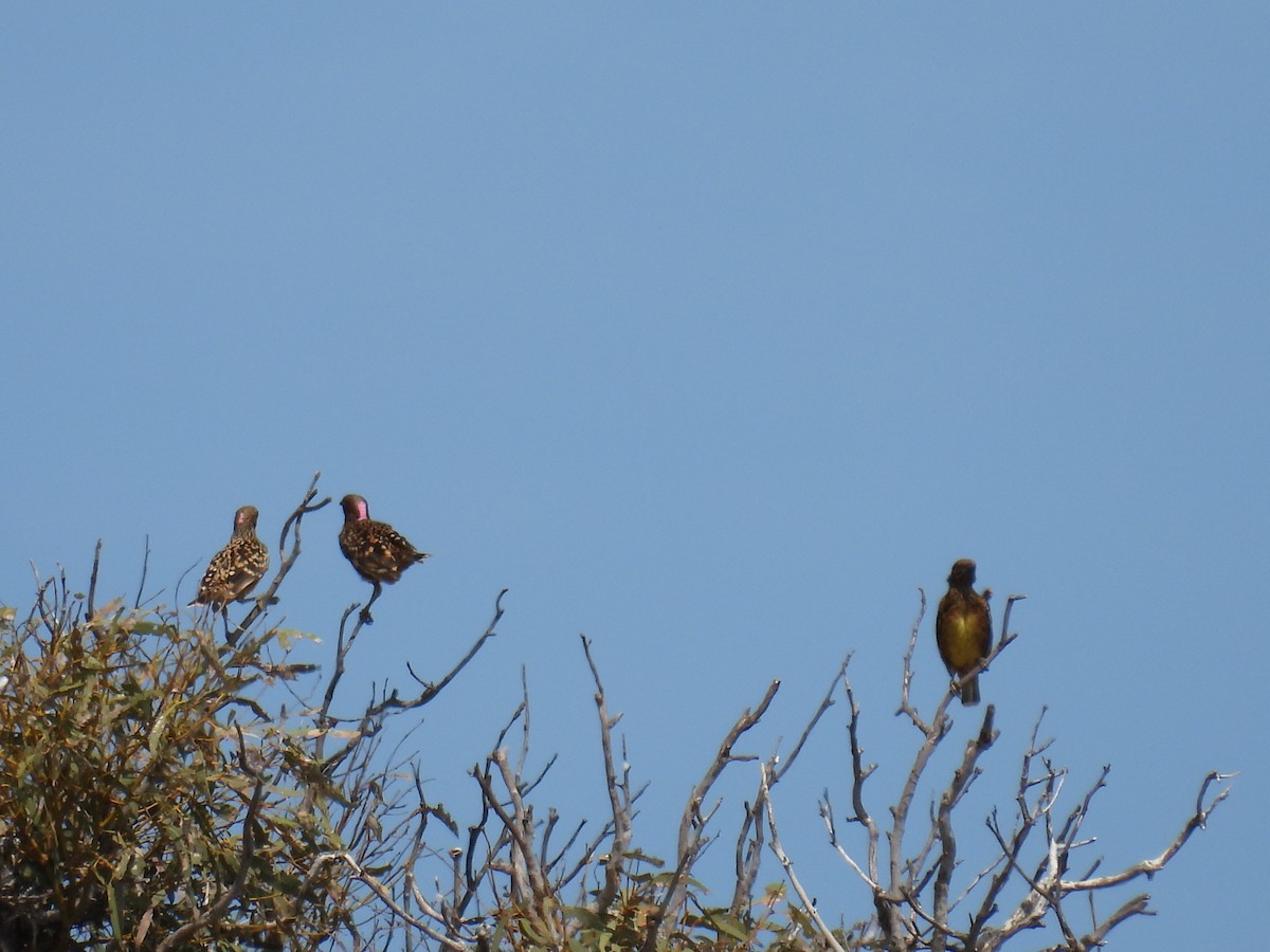 Western Bowerbird - ML612324903