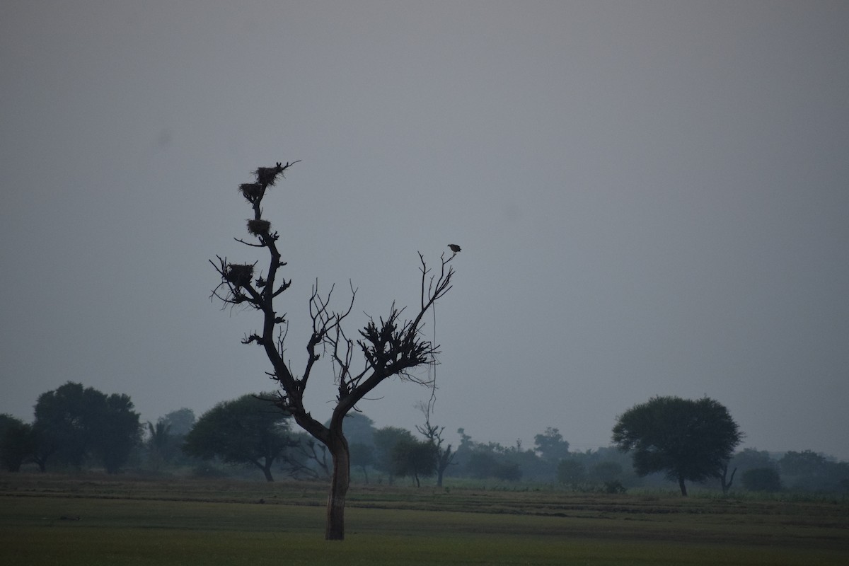 Osprey - Varada Bhave