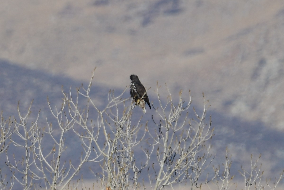 Red-tailed Hawk (Harlan's) - David Wade