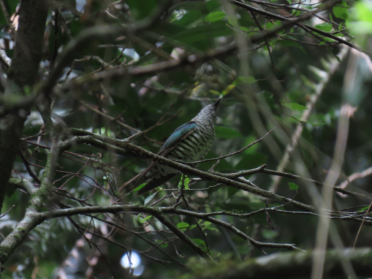 Shining Bronze-Cuckoo (Golden) - ML612325068