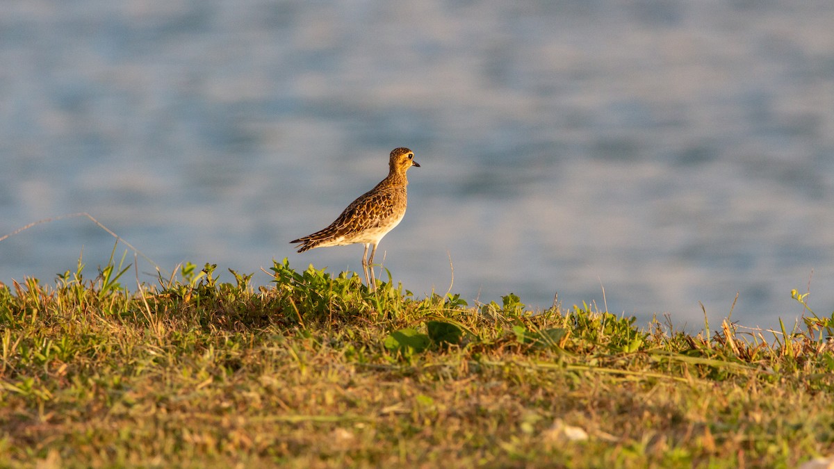 Pacific Golden-Plover - Mark Gillow