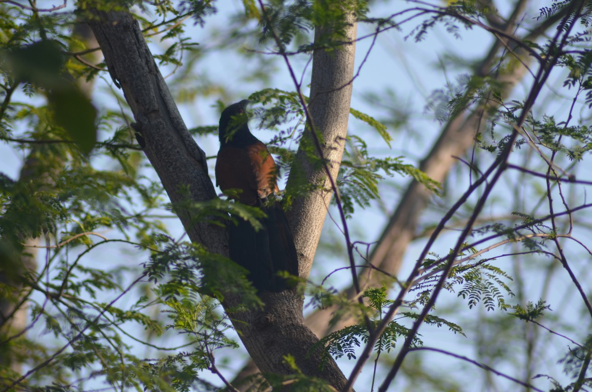 Greater Coucal - ML612325429