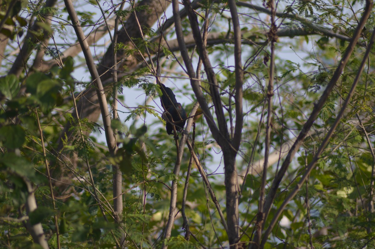 Greater Coucal - ML612325430