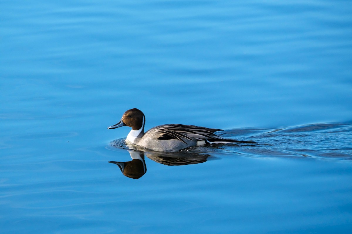 Northern Pintail - ML612325474