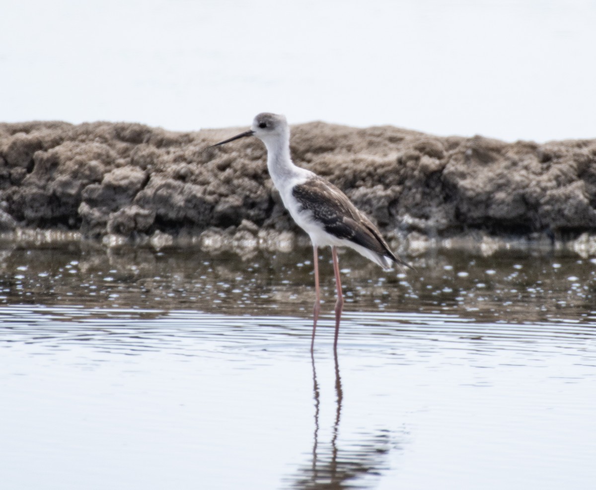 Pied Stilt - ML612325524