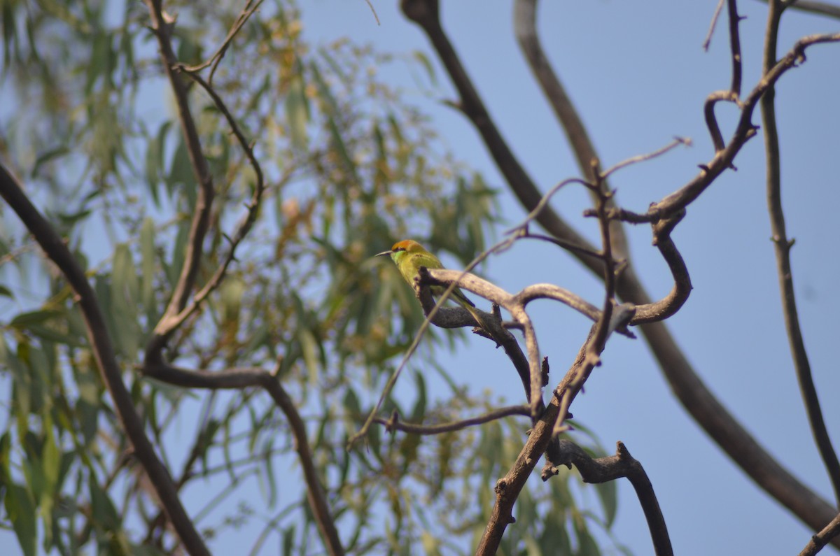 Asian Green Bee-eater - ML612325612