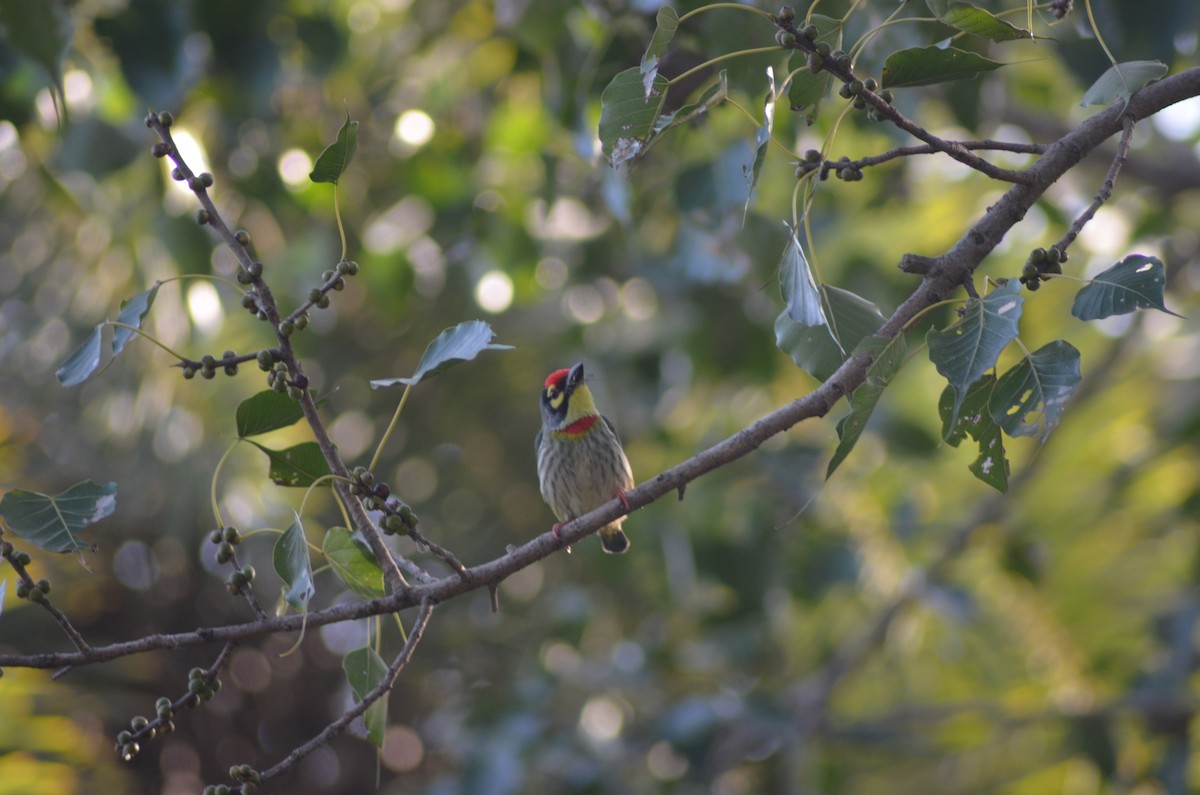 Coppersmith Barbet - Mukesh Chand