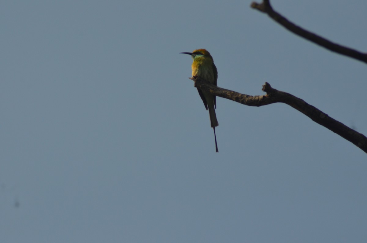 Asian Green Bee-eater - Mukesh Chand