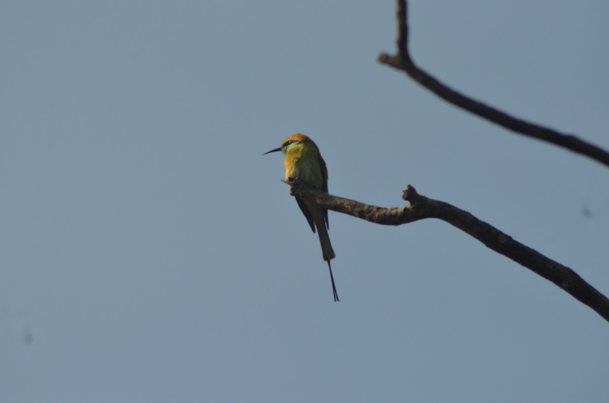Asian Green Bee-eater - Mukesh Chand