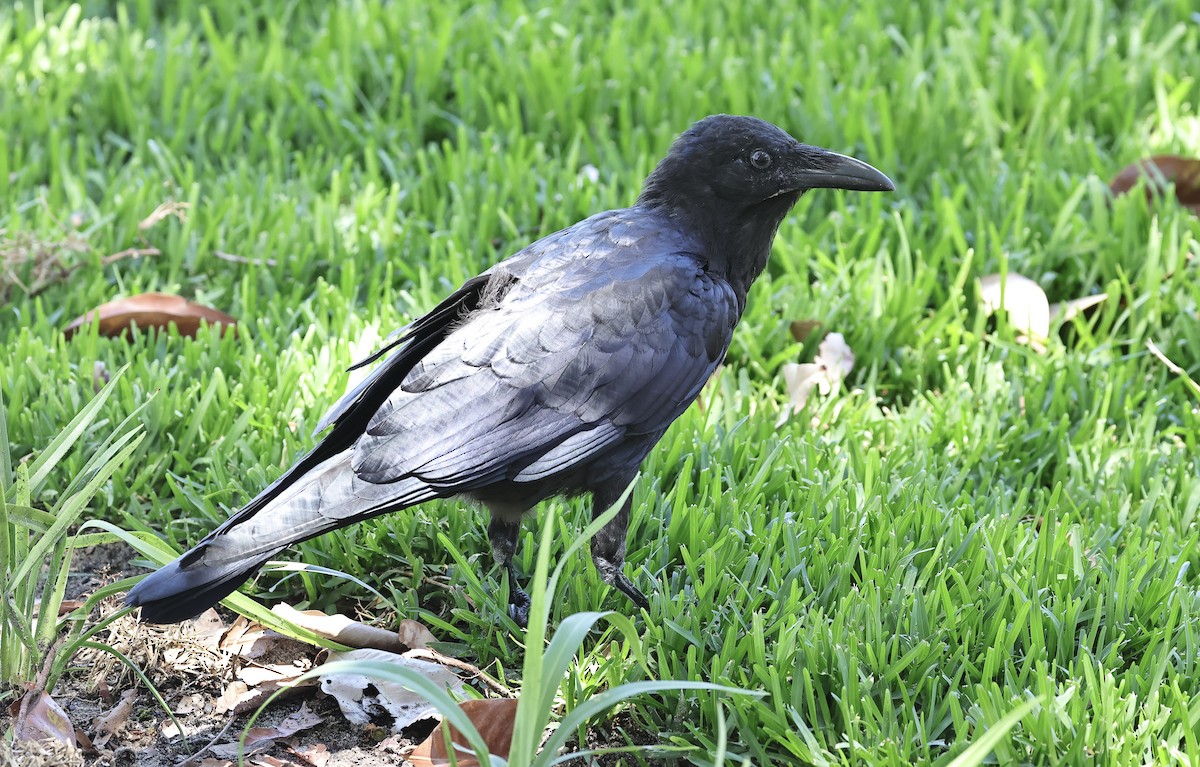 Australian Raven - ML612325679