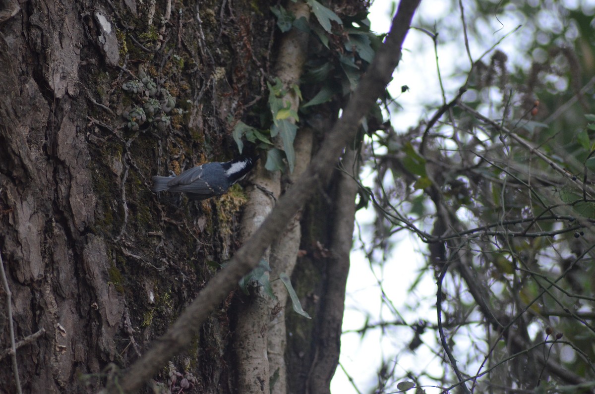 Coal Tit - ML612325724