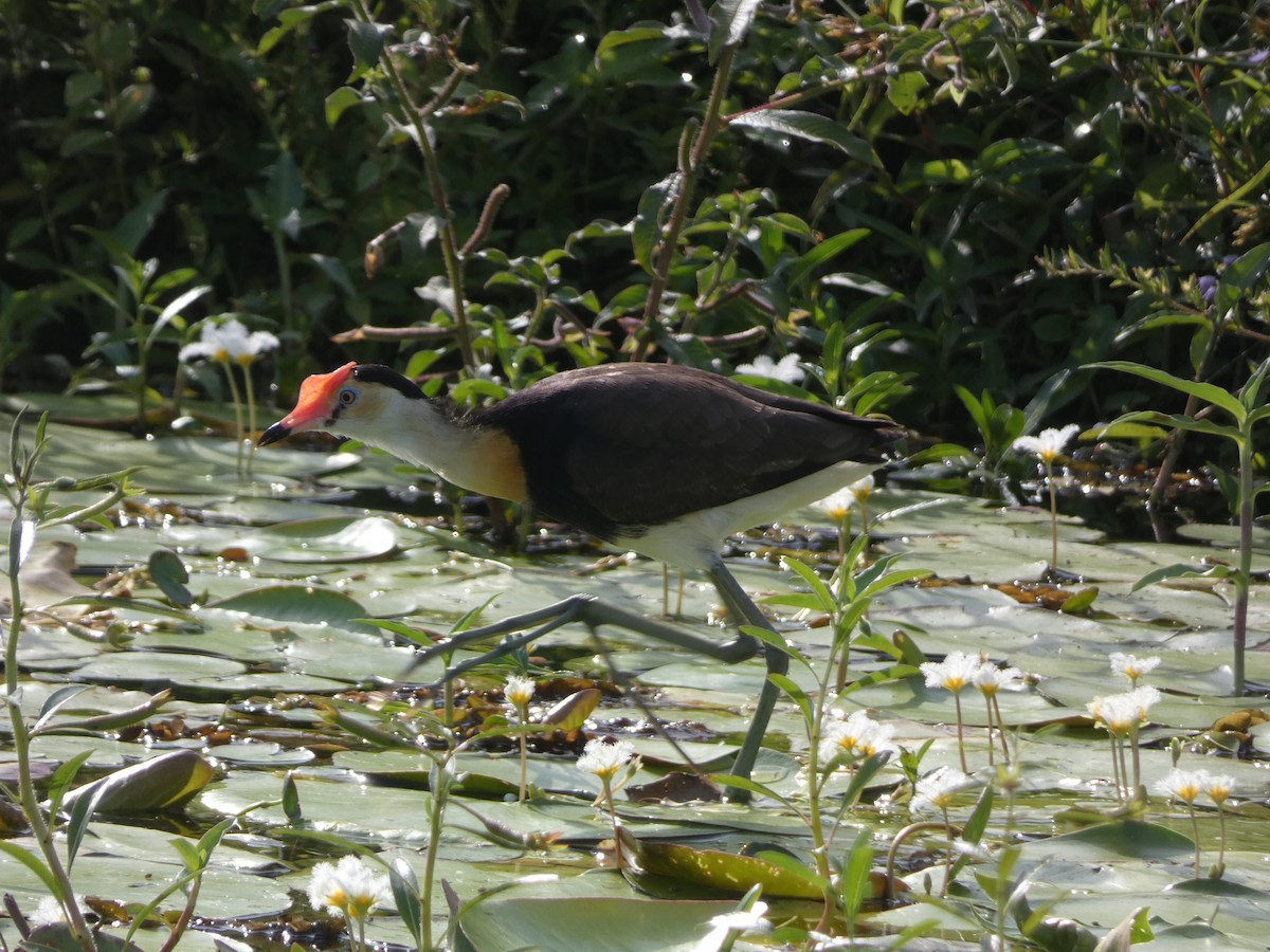 Jacana à crête - ML612325832