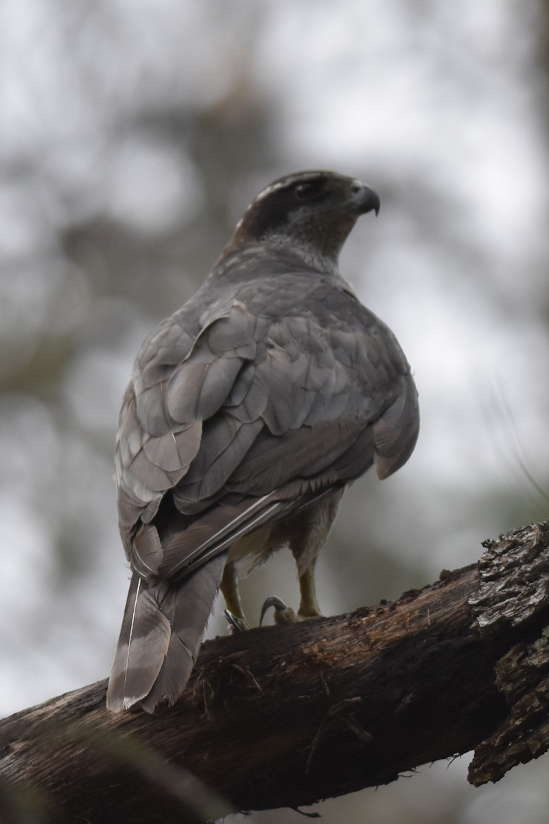 American Goshawk - ML612325850