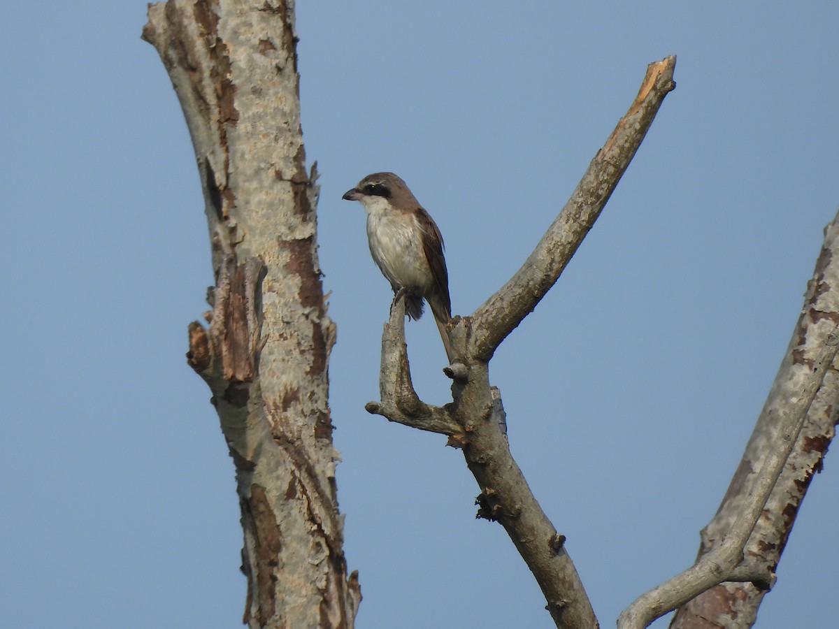 Brown Shrike - ML612325884