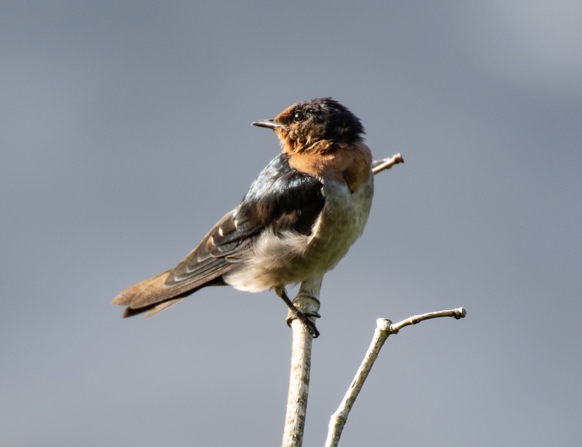 Pacific Swallow - ML612325886