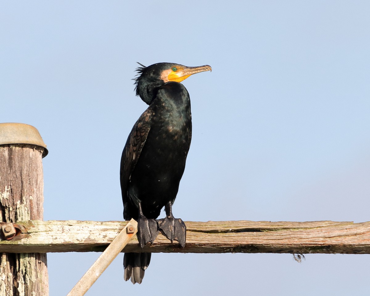 Great Cormorant - ML612325887