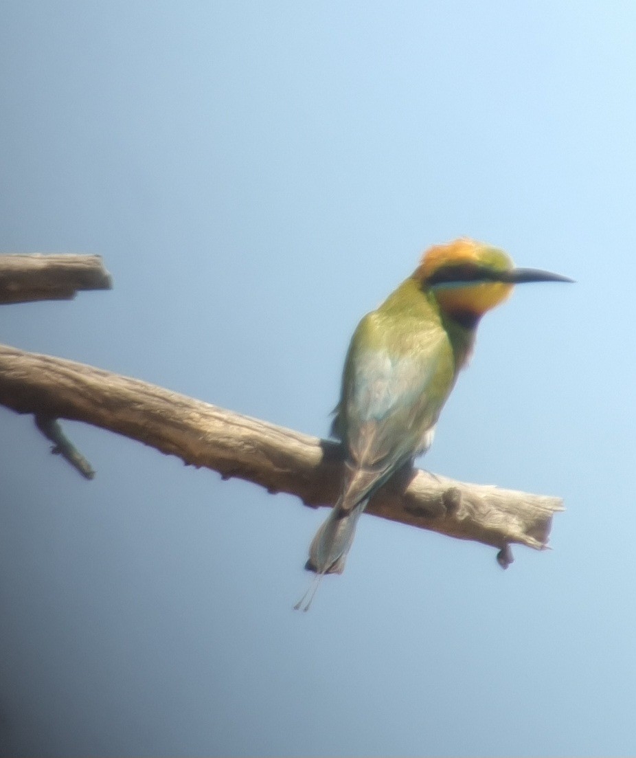 Rainbow Bee-eater - ML612325905