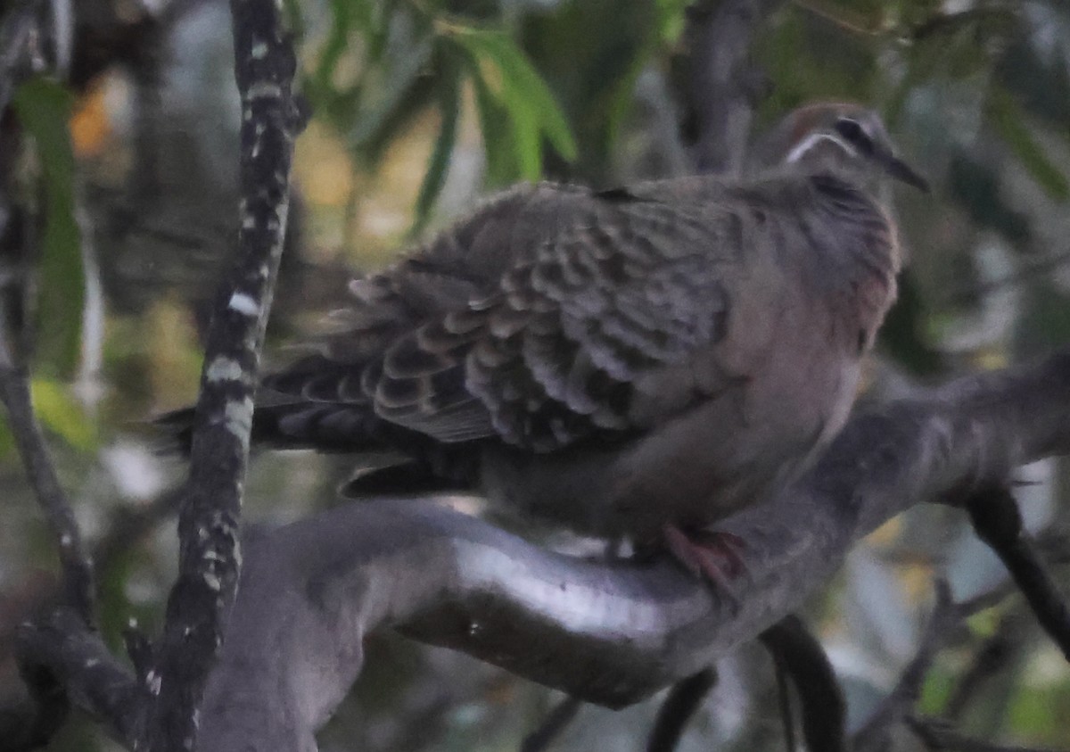 Common Bronzewing - ML612325924