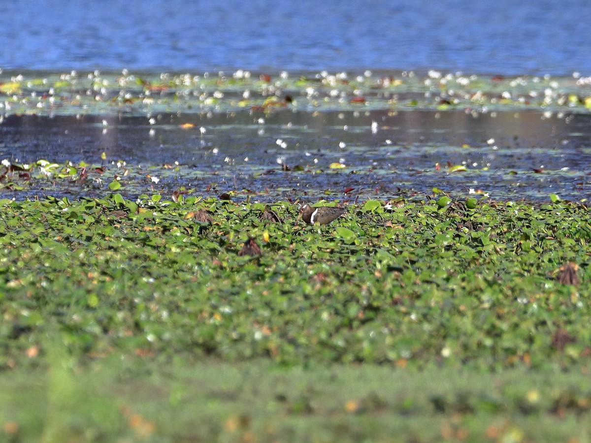 Australian Painted-Snipe - ML612325934