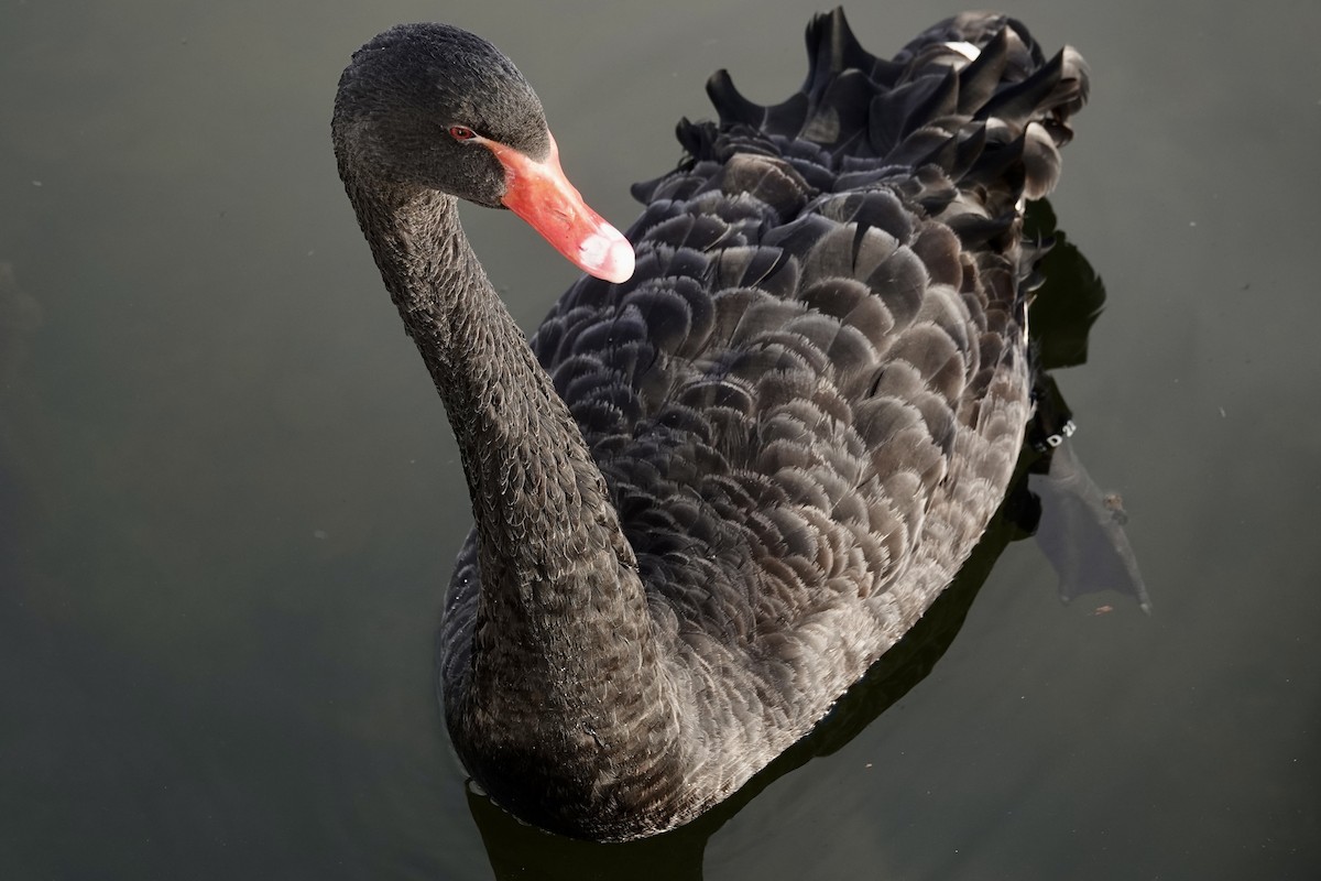 Black Swan - ML612325943