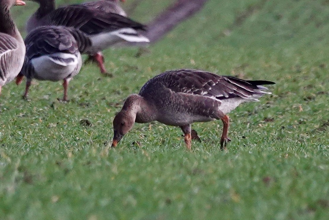 Tundra Bean-Goose - ML612325950