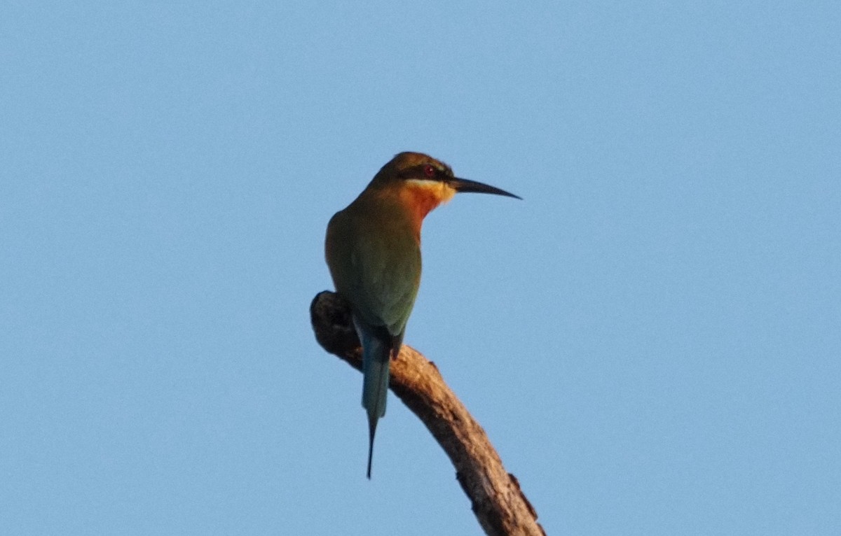 Blue-tailed Bee-eater - ML612325954