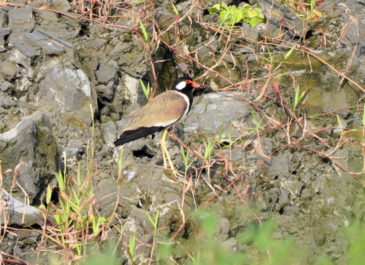 Red-wattled Lapwing - Tuck Hong Tang