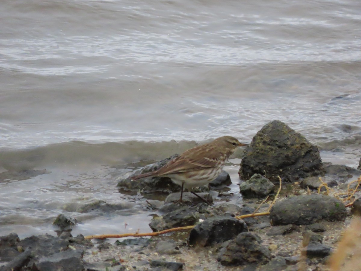 Water Pipit - Luís Custódia