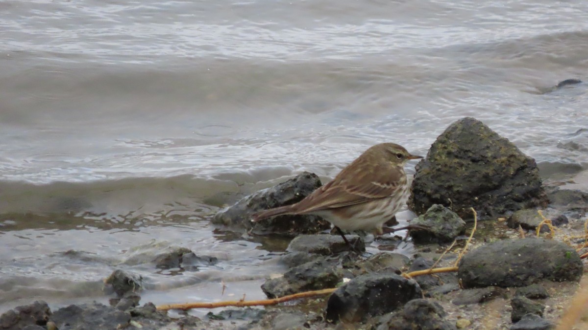 Water Pipit - Luís Custódia