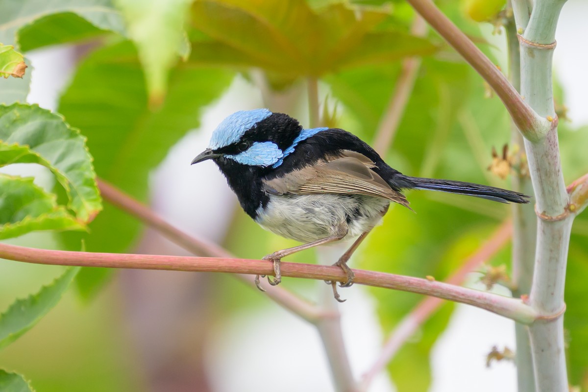 Superb Fairywren - ML612326058