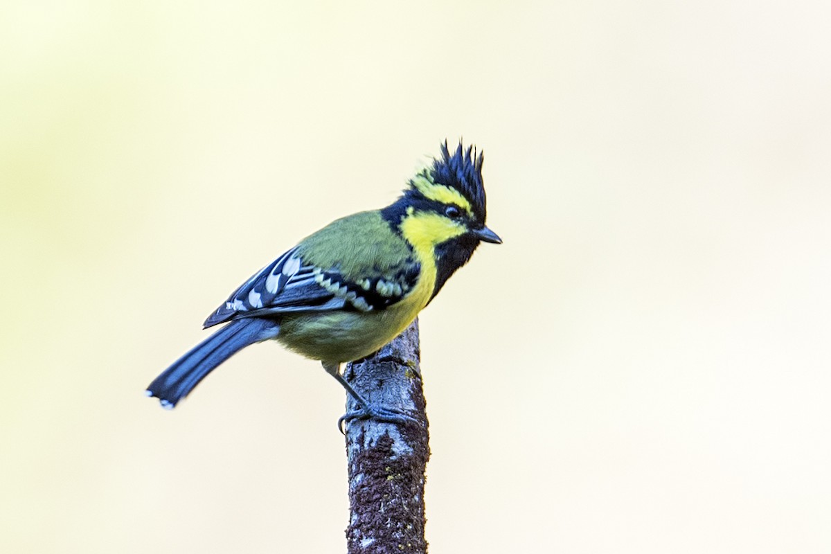 Mésange à joues jaunes - ML612326159