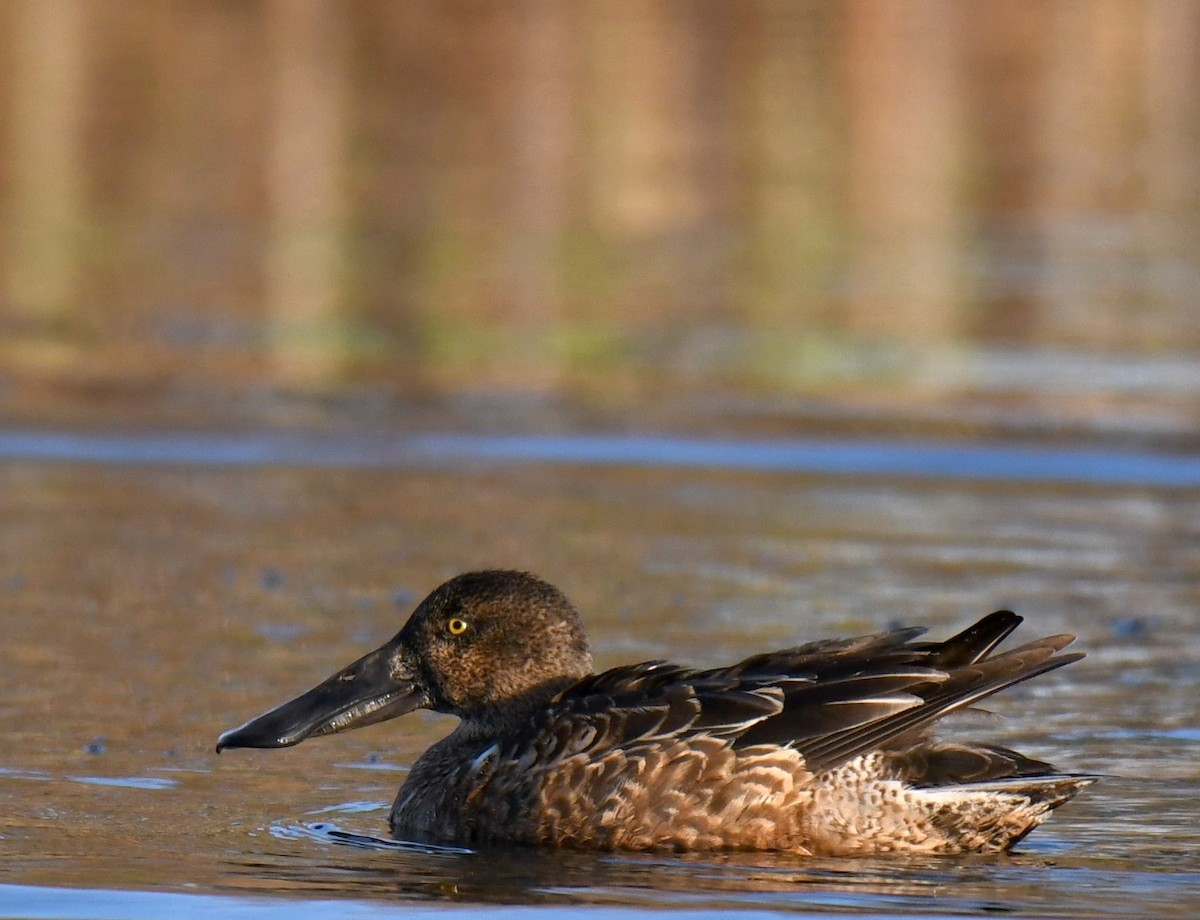 Canard souchet - ML612326201