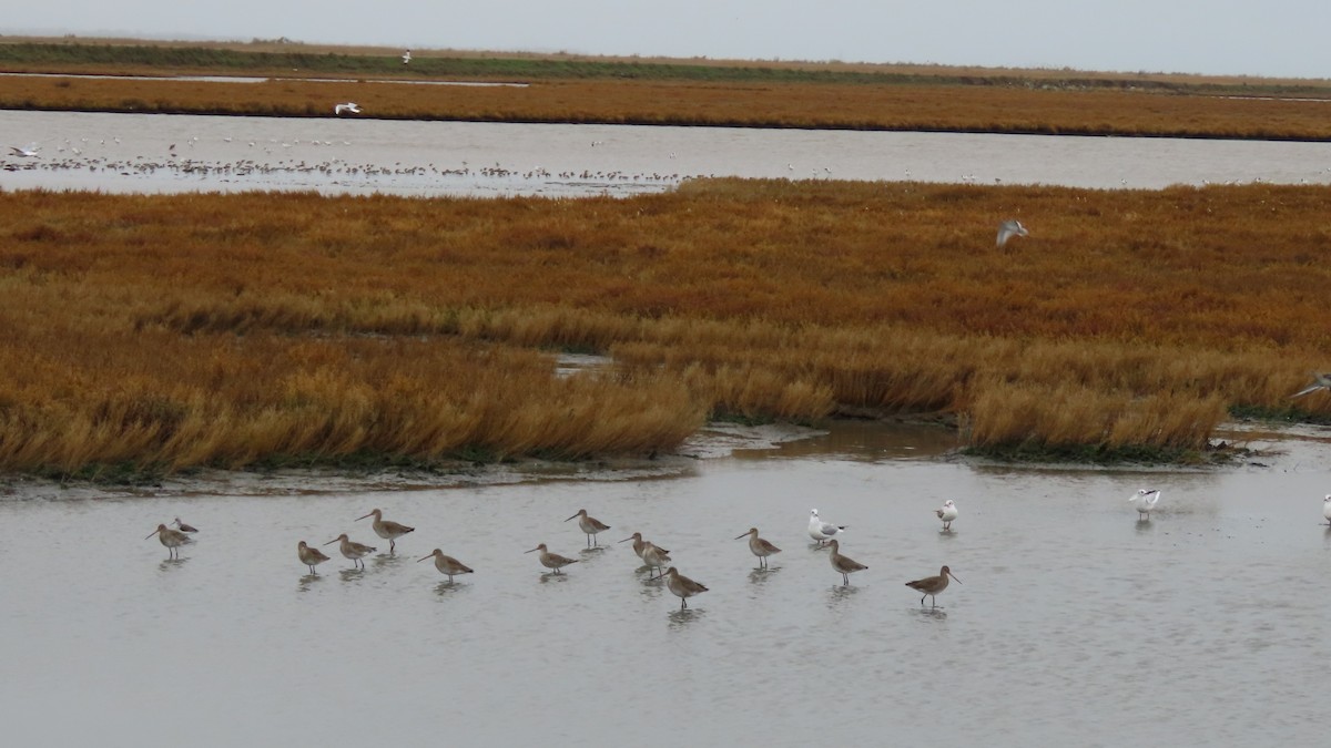 Black-tailed Godwit - Luís Custódia