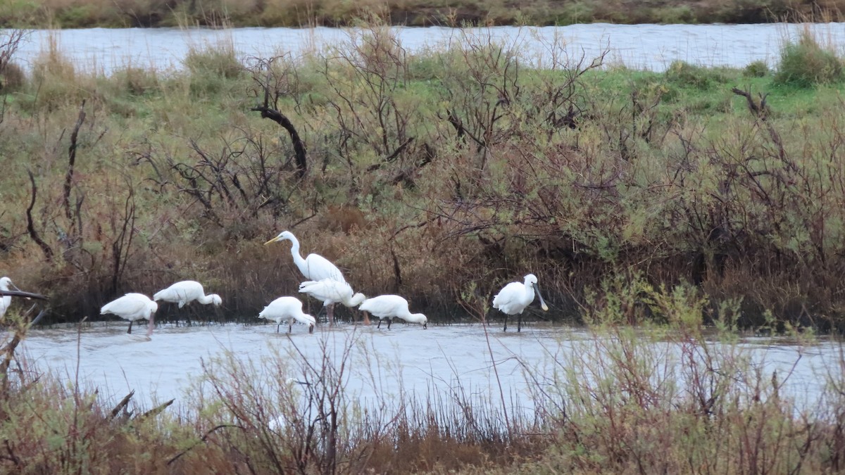 Eurasian Spoonbill - Luís Custódia