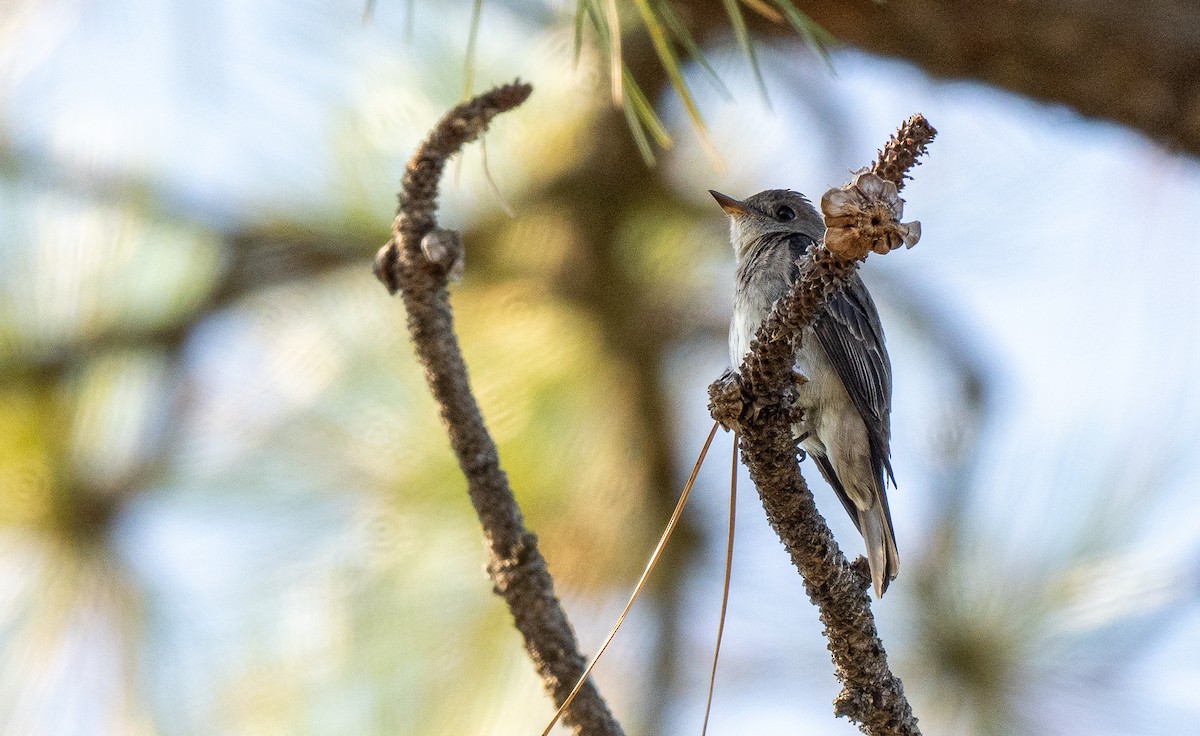 Western Wood-Pewee - ML612326260