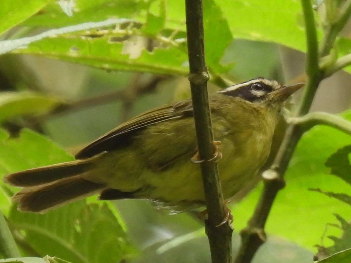 Three-striped Warbler (Three-striped) - ML612326294