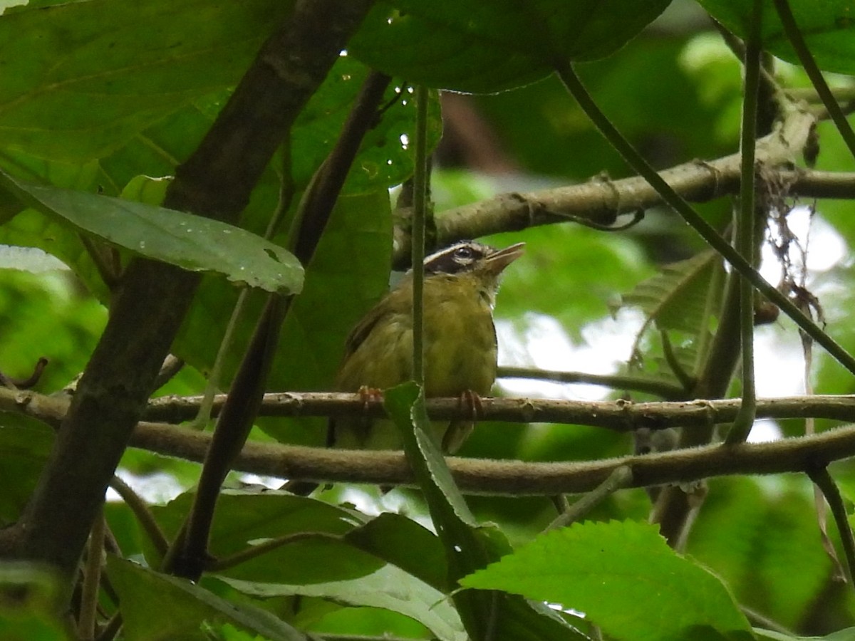 Three-striped Warbler (Three-striped) - Tor Svanoe