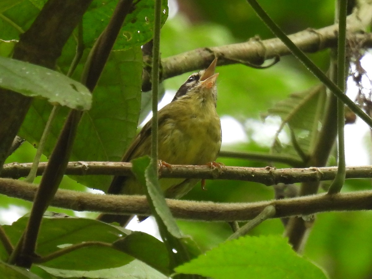 Three-striped Warbler (Three-striped) - ML612326305