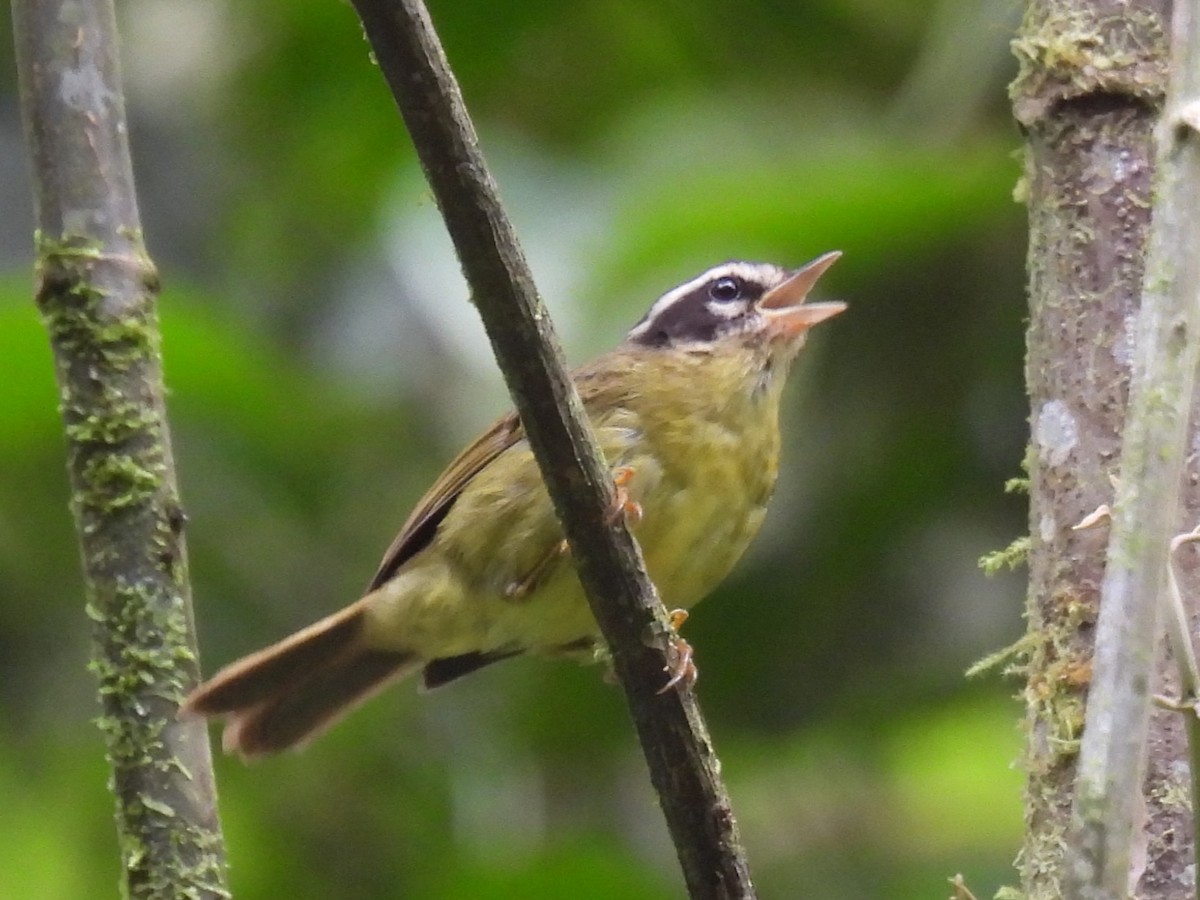 Three-striped Warbler (Three-striped) - ML612326310