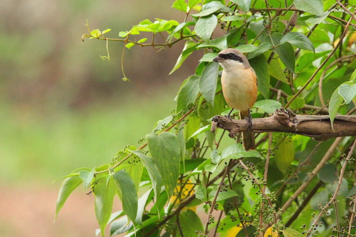 Long-tailed Shrike - ML612326461