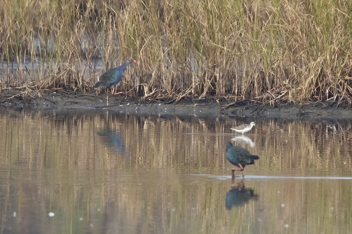 Gray-headed Swamphen - ML612326468