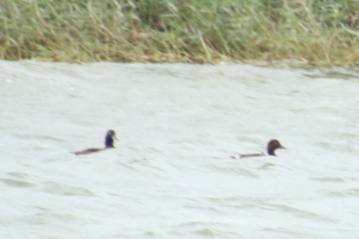 Ferruginous Duck - Yu-Xiang Huang