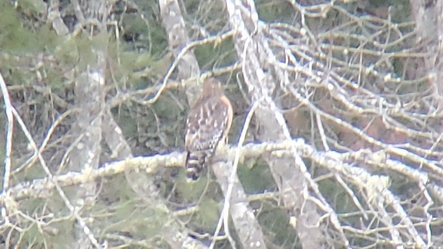 Red-shouldered Hawk - ML612326650
