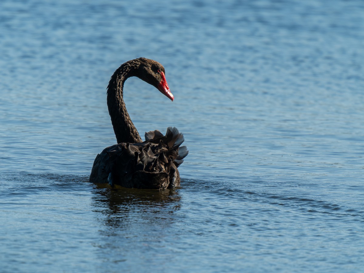 Black Swan - ML612326748